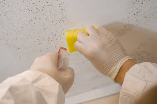 Uhrichsville, OH Mold Removal Company